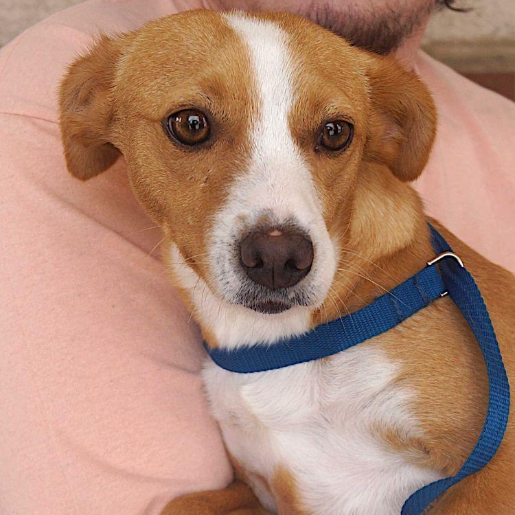 Enlarge Mona, a ADOPTABLE mixed breed in Carrollton, TX image 1/2