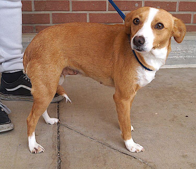 Enlarge Mona, a ADOPTABLE mixed breed in Carrollton, TX image 2/2