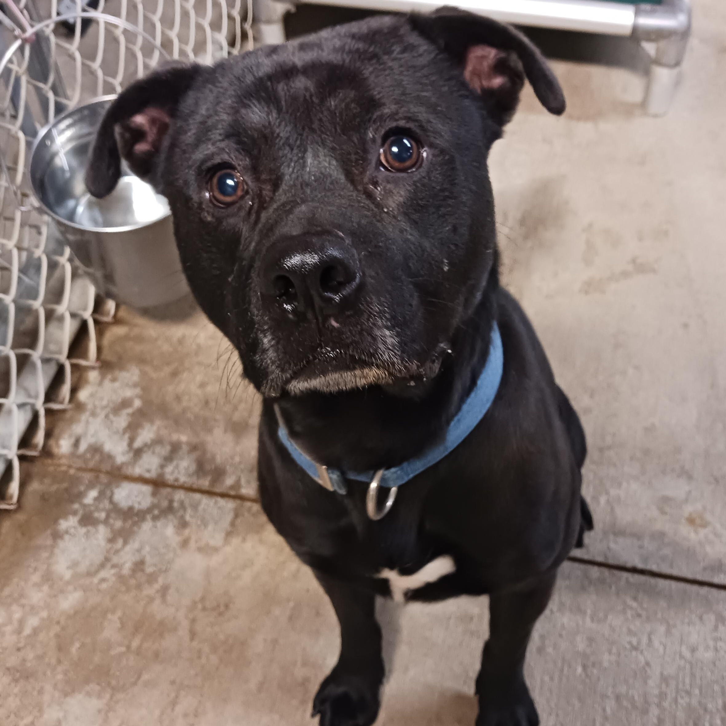 Rex, a Adoptable mixed breed in Saint Marys, WV image 2/4