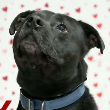 Rex, a Adoptable mixed breed in Saint Marys, WV image 1/5