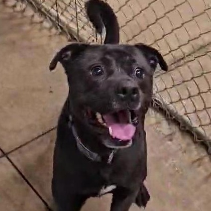 Rex, a Adoptable mixed breed in Saint Marys, WV image 2/5