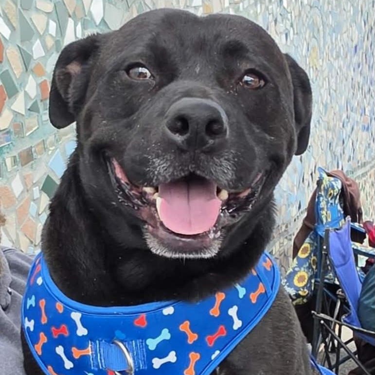 Rex, Adoptable, Adult Male American Staffordshire Terrier.