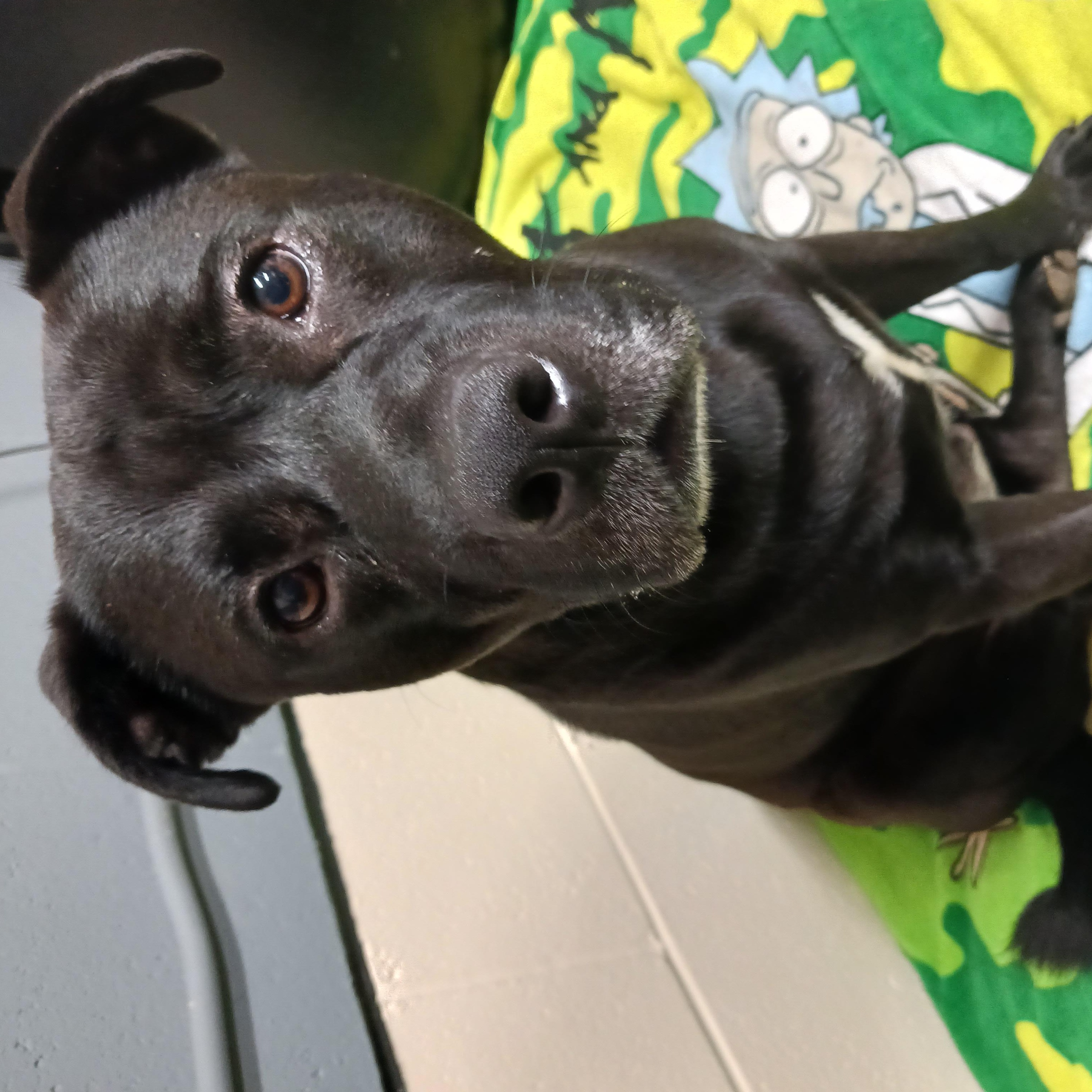 Rex, a Adoptable mixed breed in Saint Marys, WV image 2/6