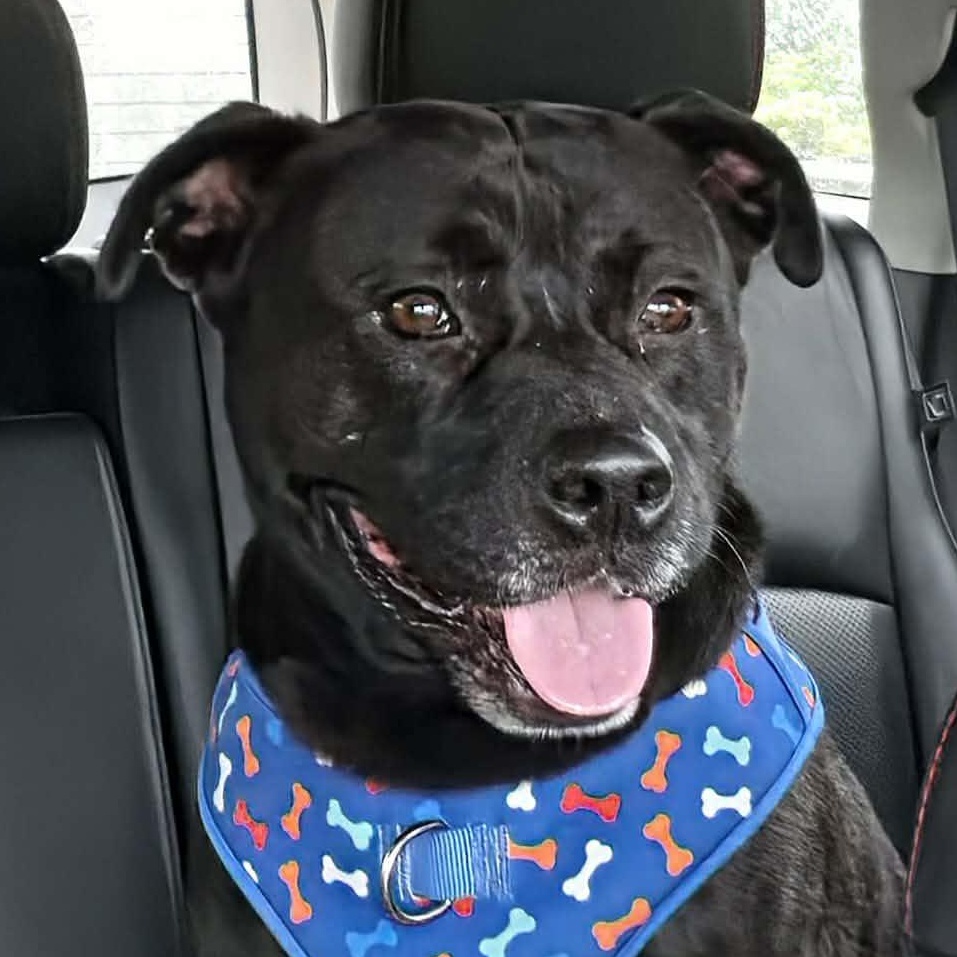 Enlarge Rex, a Adoptable mixed breed in Saint Marys, WV image 1/6