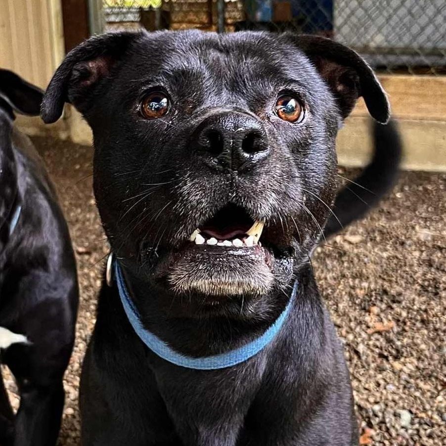 Rex, a Adoptable mixed breed in Saint Marys, WV image 3/4