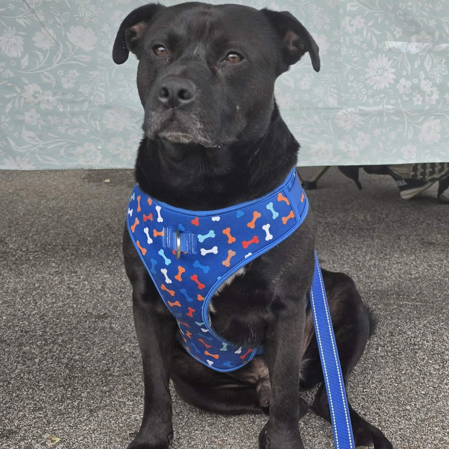 Enlarge Rex, a Adoptable mixed breed in Saint Marys, WV image 2/6