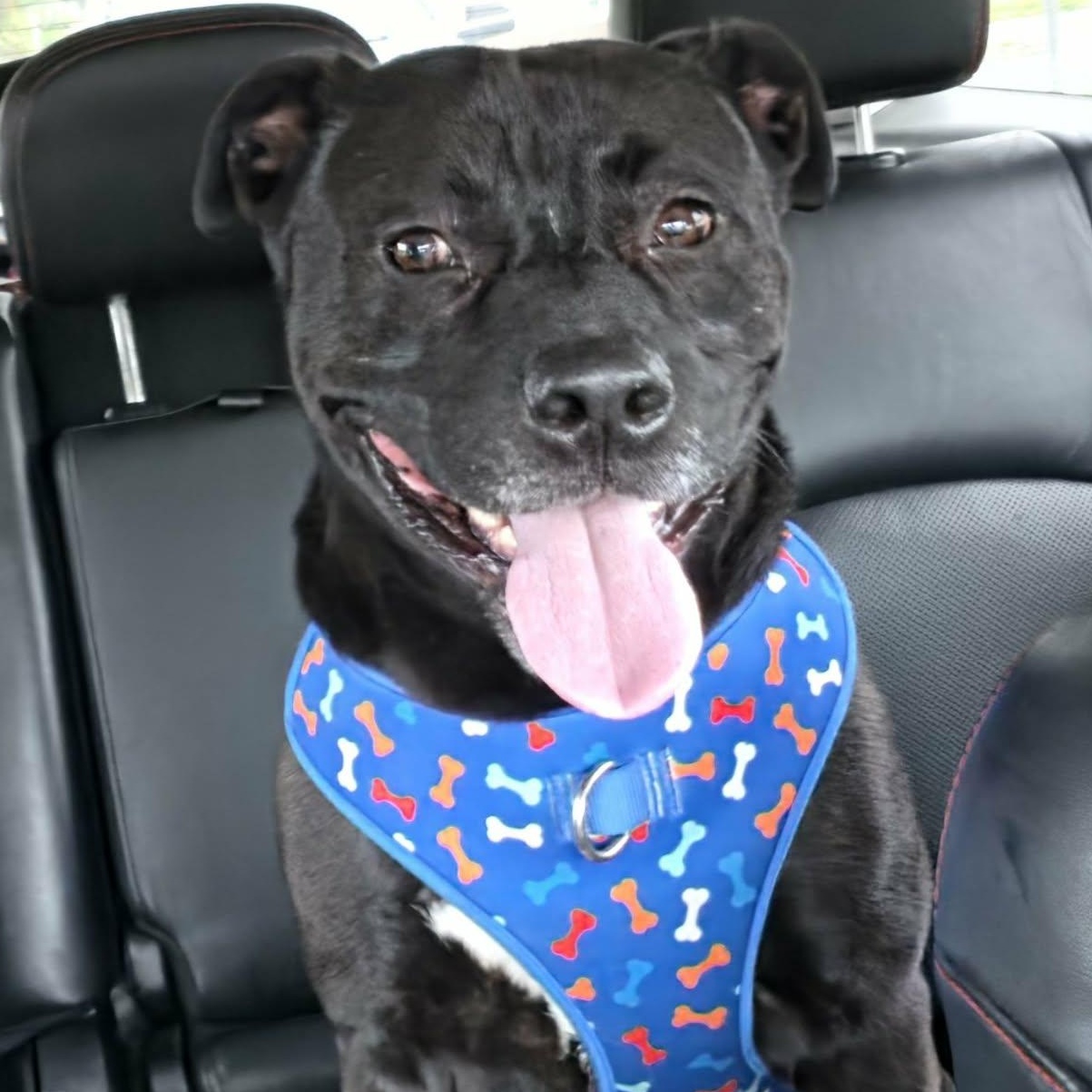 Enlarge Rex, a Adoptable mixed breed in Saint Marys, WV image 6/6