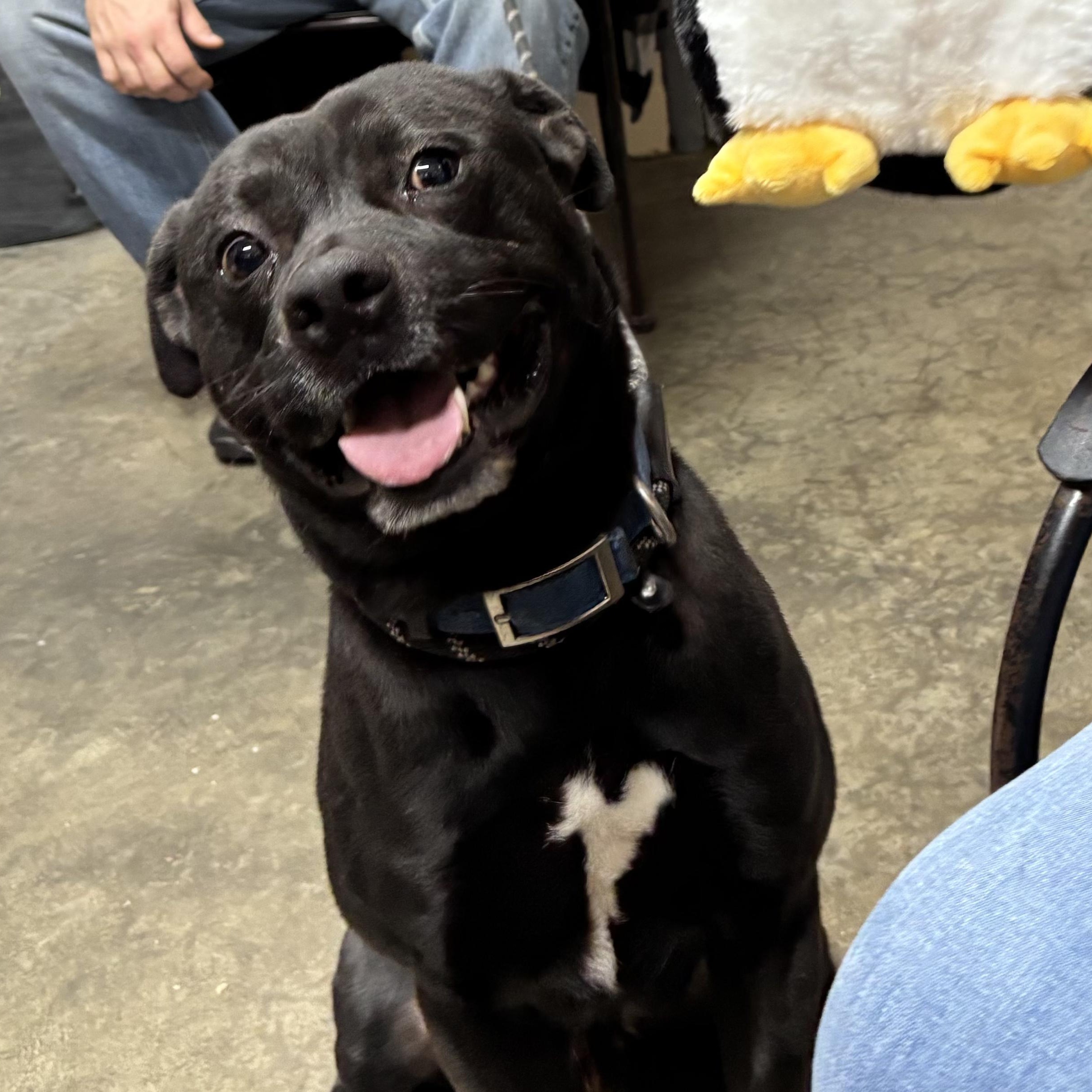 Enlarge Rex, a Adoptable mixed breed in Saint Marys, WV image 1/4