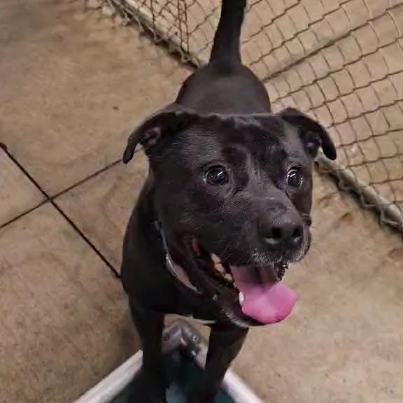 Rex, a Adoptable mixed breed in Saint Marys, WV image 4/5