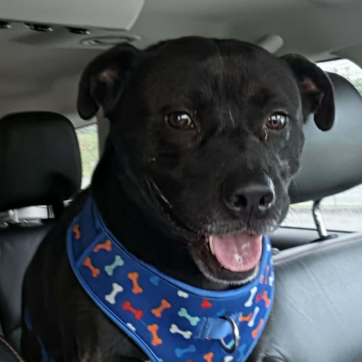 Enlarge Rex, a Adoptable mixed breed in Saint Marys, WV image 2/6