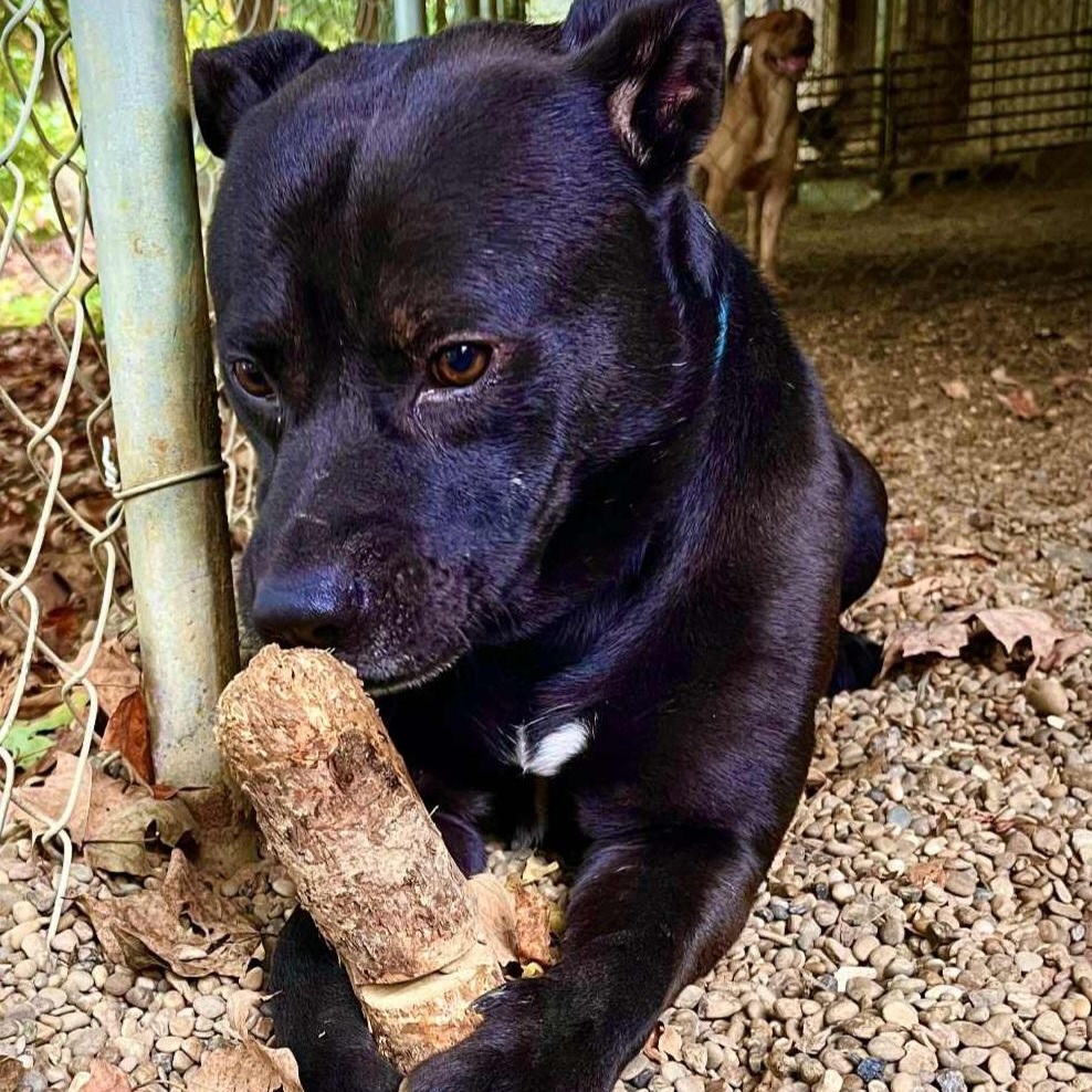 Rex, a Adoptable mixed breed in Saint Marys, WV image 4/4