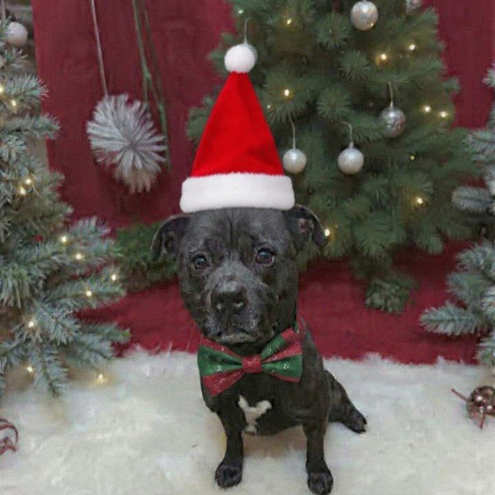 Rex, a Adoptable mixed breed in Saint Marys, WV image 1/4