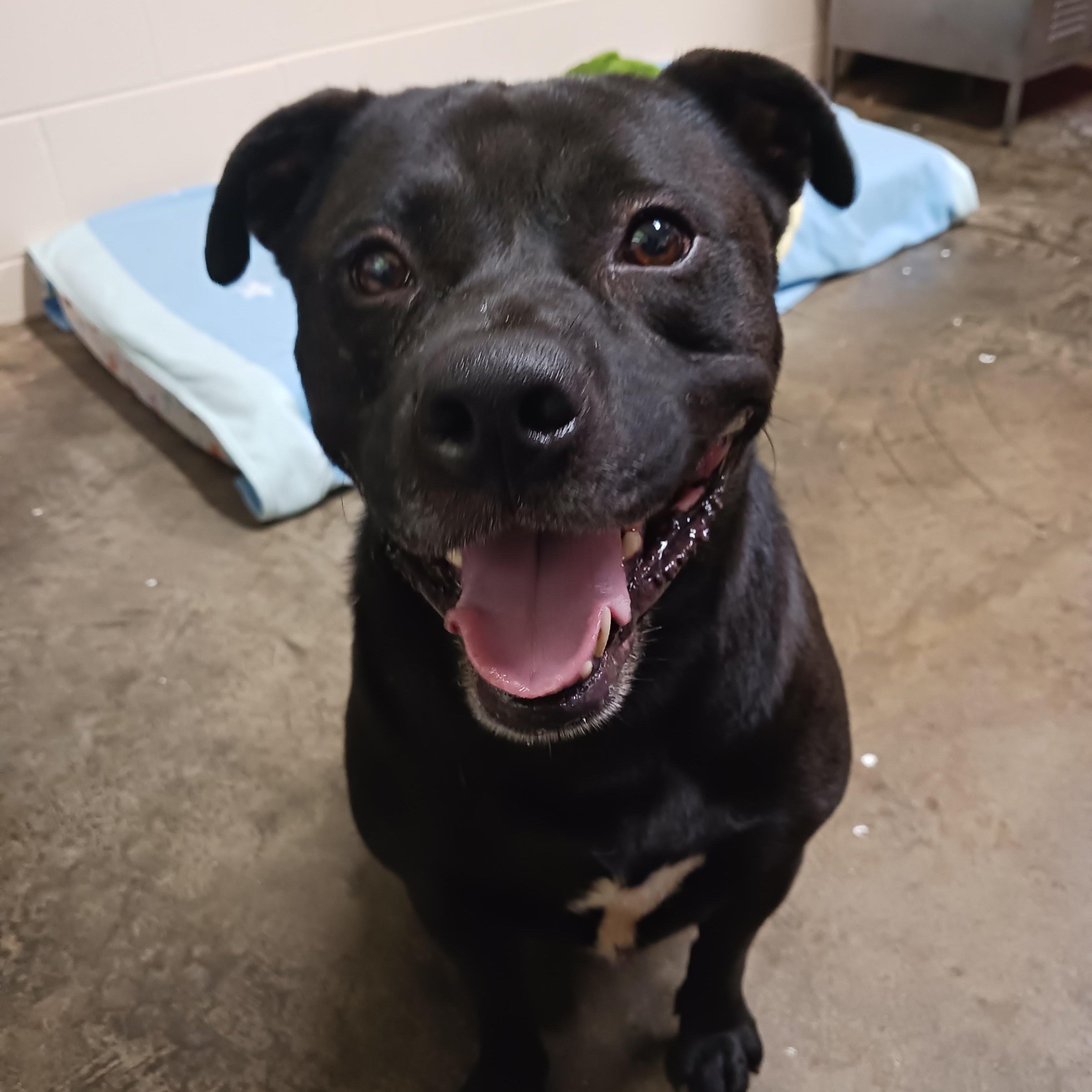 Rex, Adoptable, Adult Male American Staffordshire Terrier.