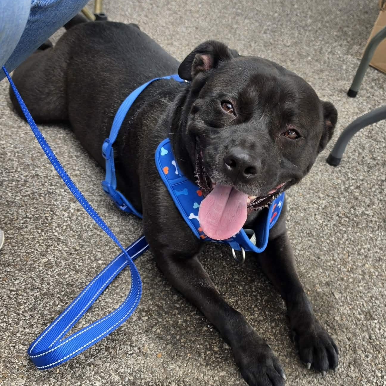 Enlarge Rex, a Adoptable mixed breed in Saint Marys, WV image 3/6