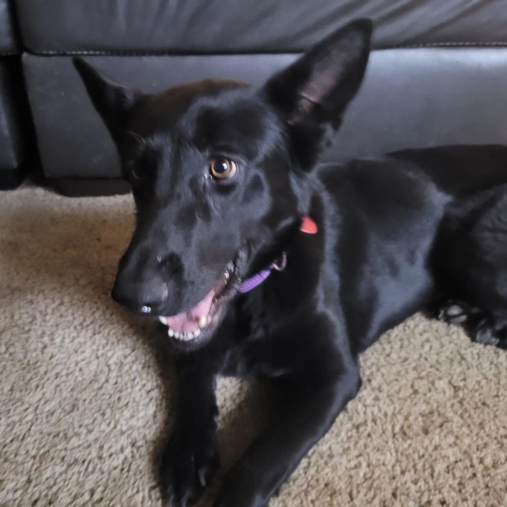 Opal, Adoptable, Adult Female German Shepherd Dog.