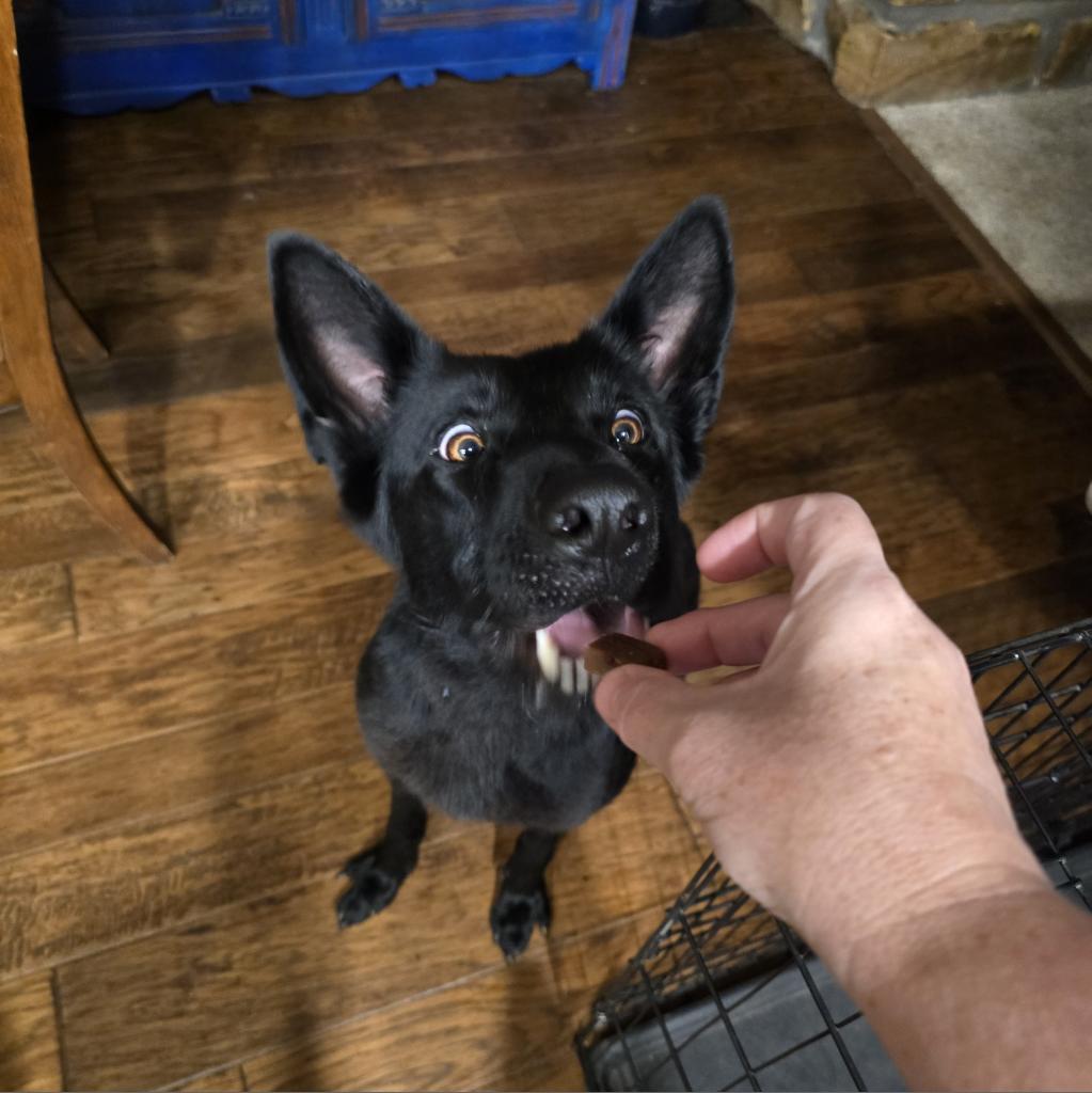 Enlarge Opal, a Adoptable German Shepherd Dog in Tulsa, OK image 2/6