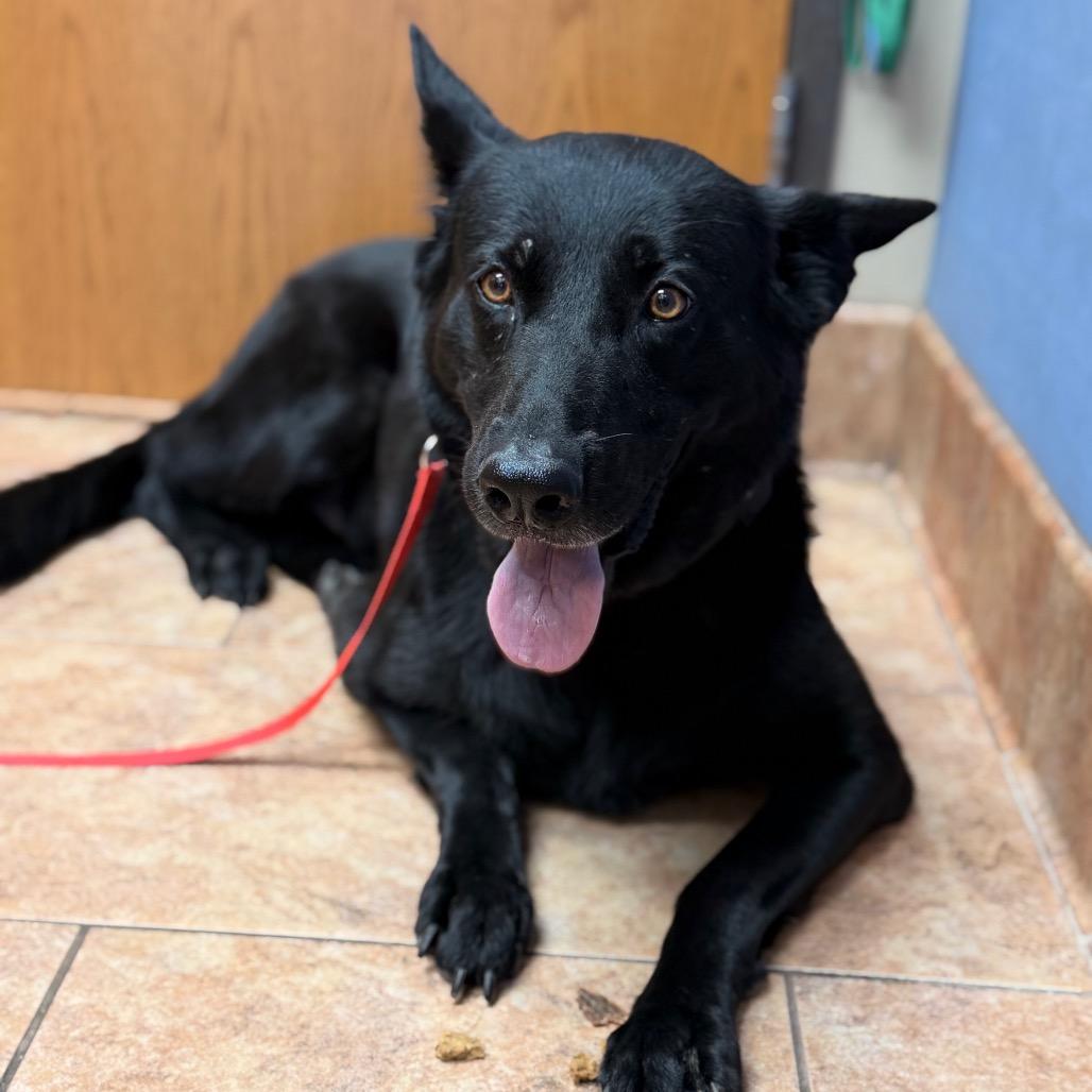 Enlarge Opal, a Adoptable German Shepherd Dog in Tulsa, OK image 3/6