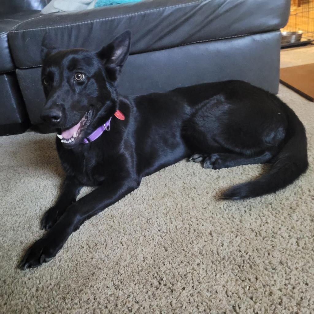 Enlarge Opal, a Adoptable German Shepherd Dog in Tulsa, OK image 4/6