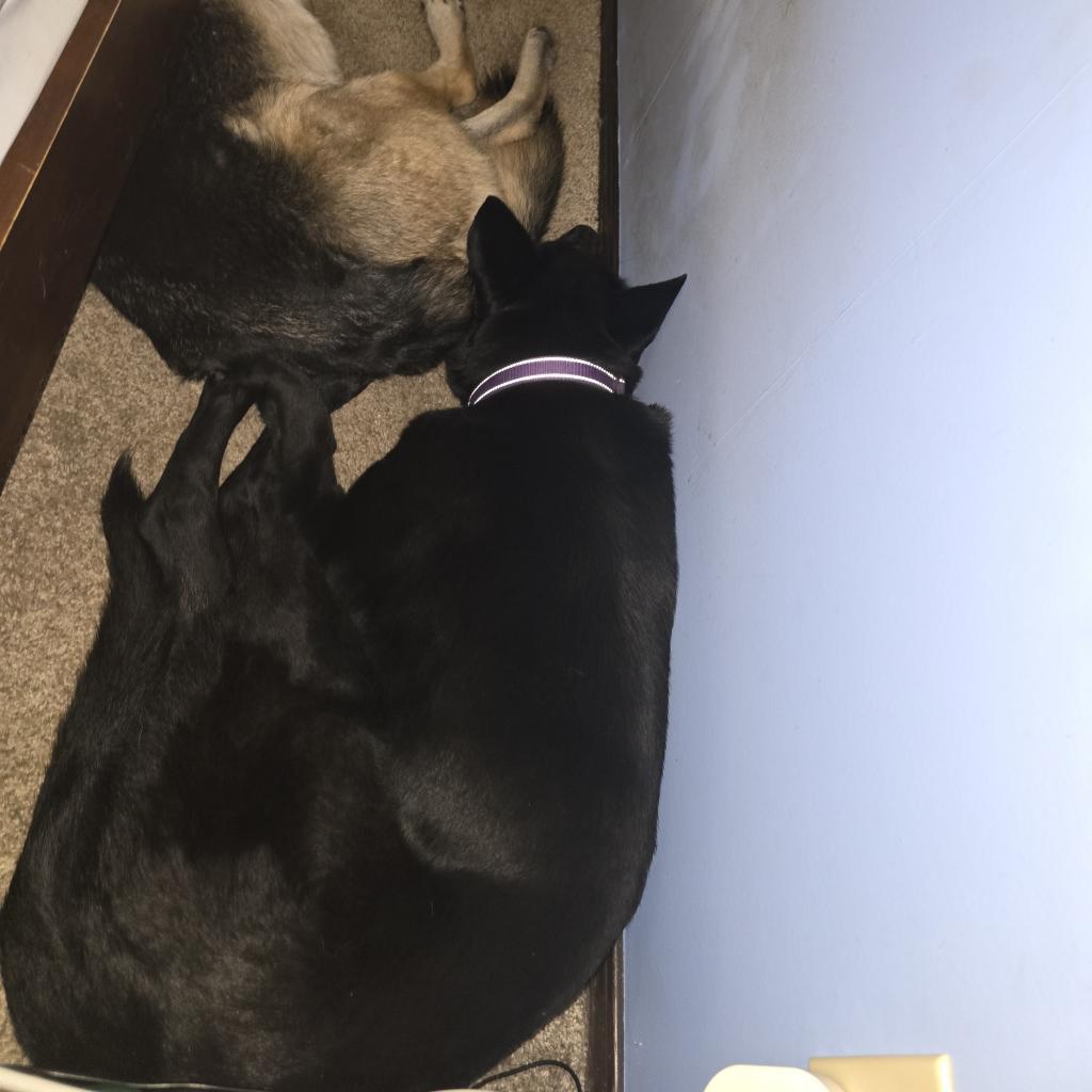 Enlarge Opal, a Adoptable German Shepherd Dog in Tulsa, OK image 5/6