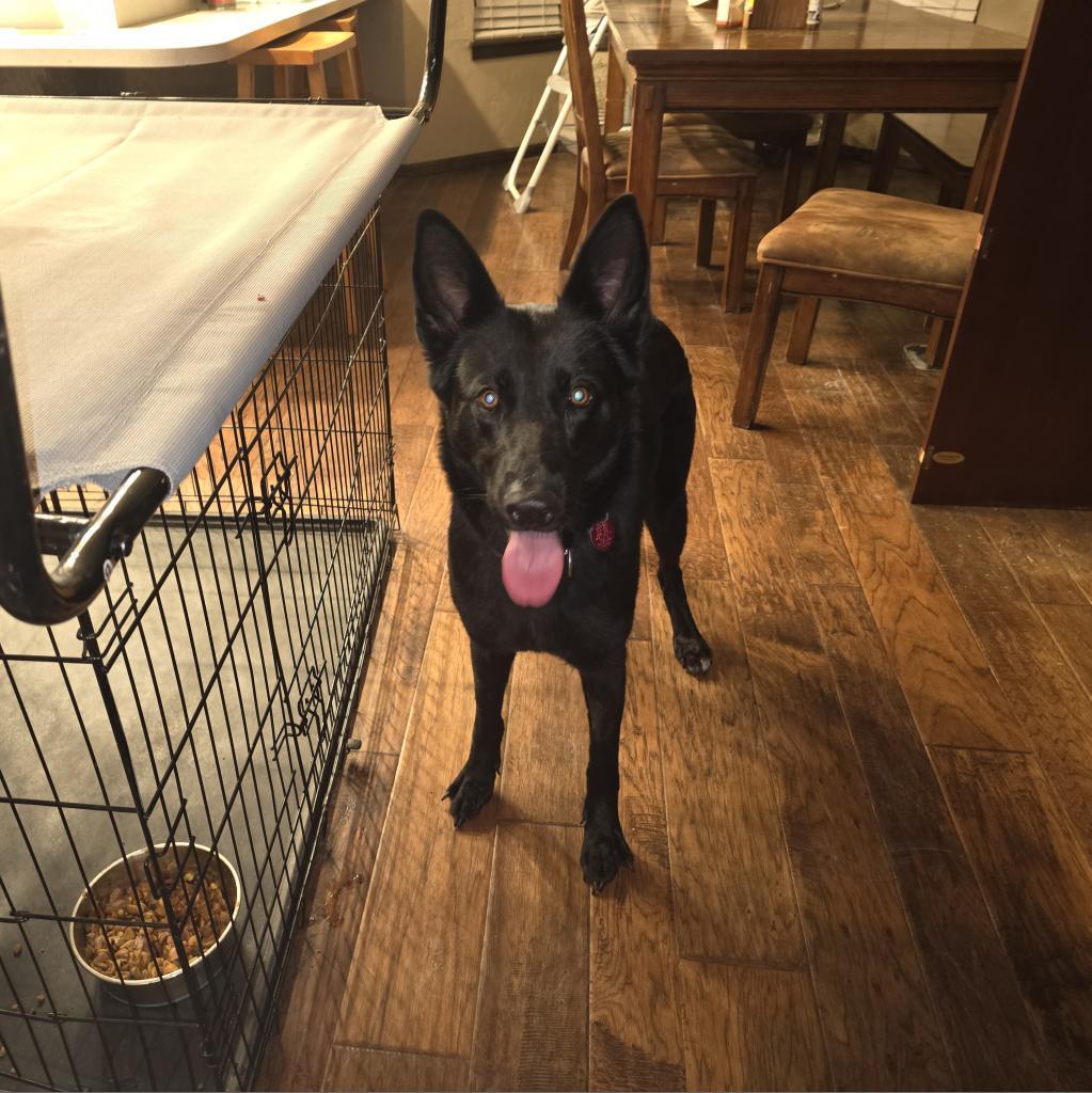 Enlarge Opal, a Adoptable German Shepherd Dog in Tulsa, OK image 6/6