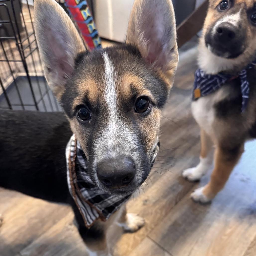 Enlarge Father Figure, a Adoptable Mixed Breed in Mankato, MN image 1/6