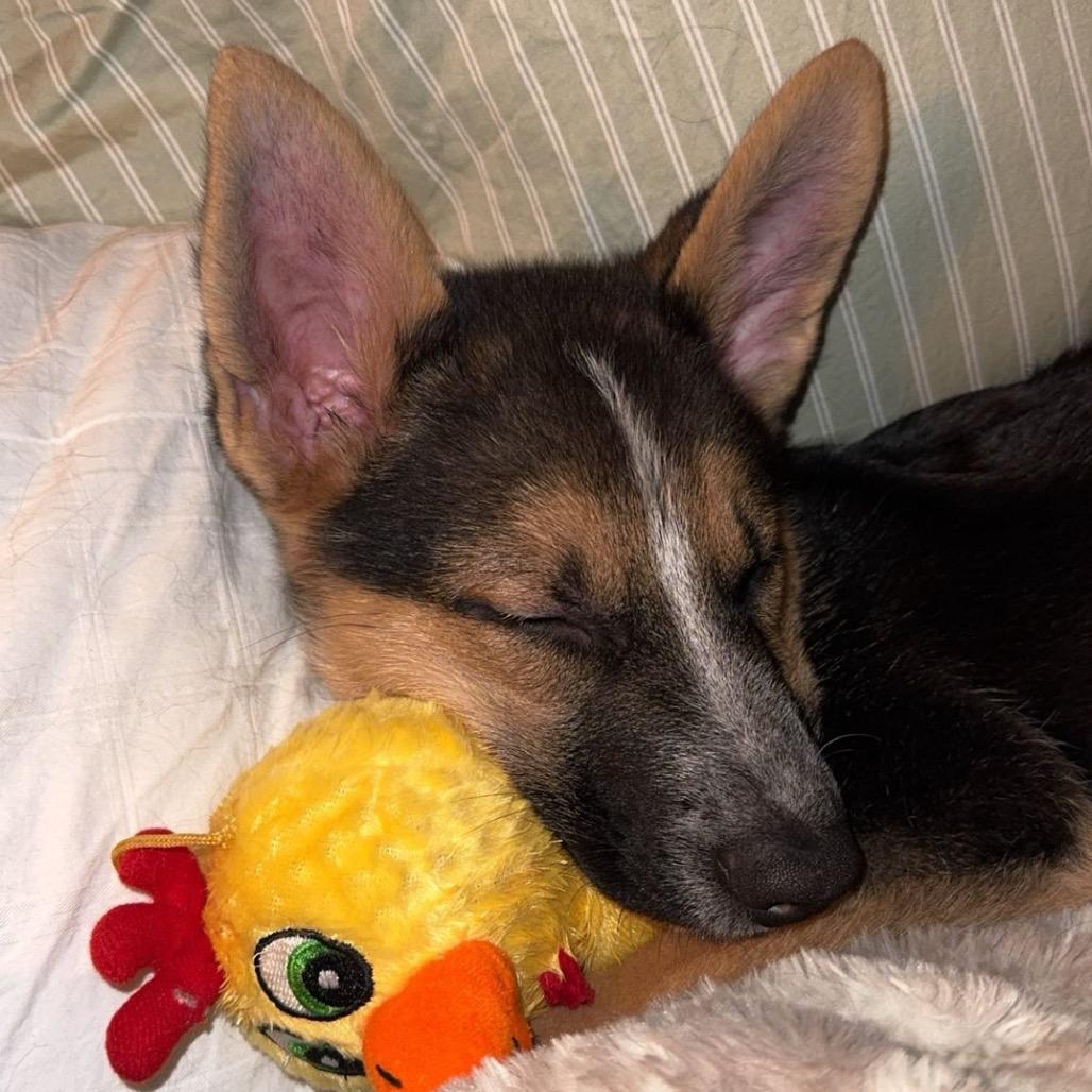 Enlarge Father Figure, a Adoptable Mixed Breed in Mankato, MN image 2/6