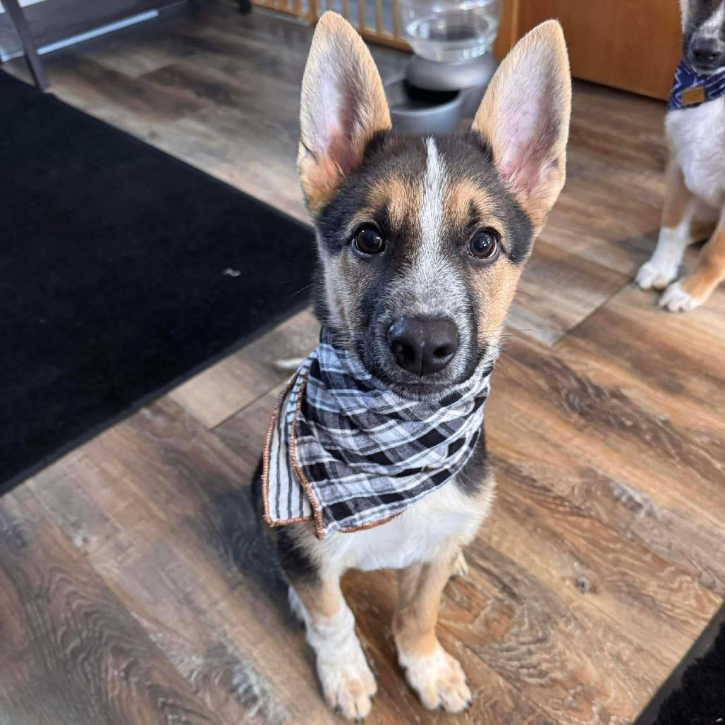 Father Figure, a Adoptable Mixed Breed in Buffalo, MN image 1/6