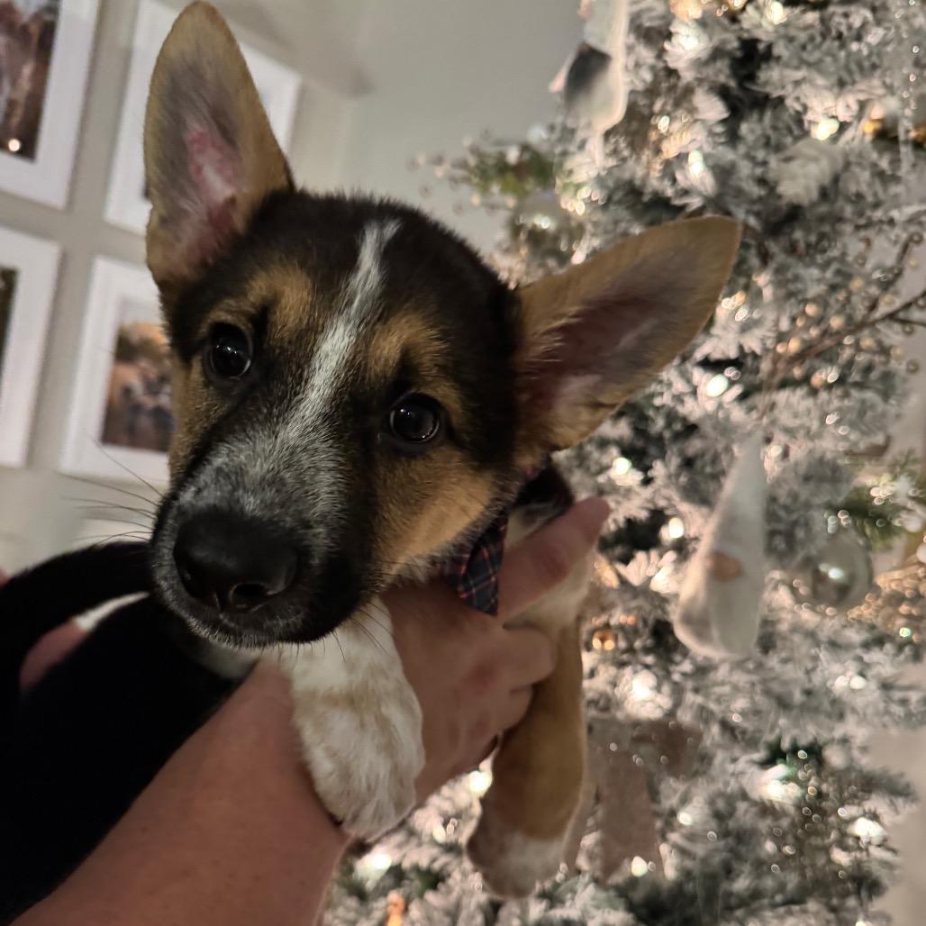 Enlarge Father Figure, a Adoptable Mixed Breed in Mankato, MN image 4/6