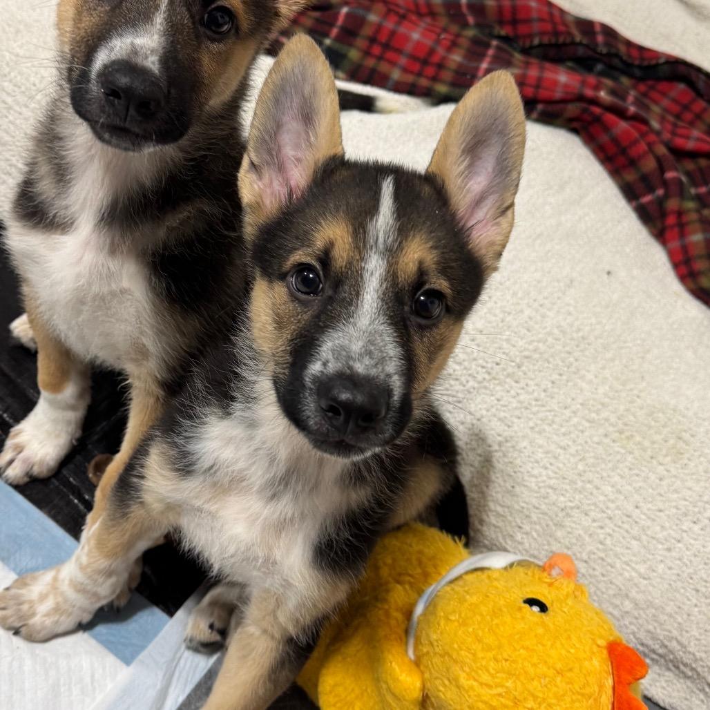 Father Figure, a Adoptable Mixed Breed in Buffalo, MN image 2/6