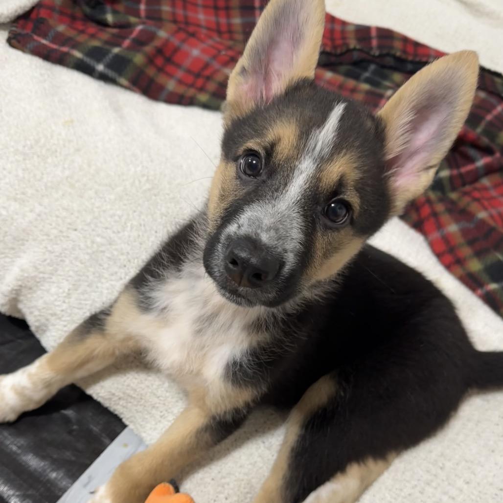 Father Figure, a Adoptable Mixed Breed in Buffalo, MN image 3/6