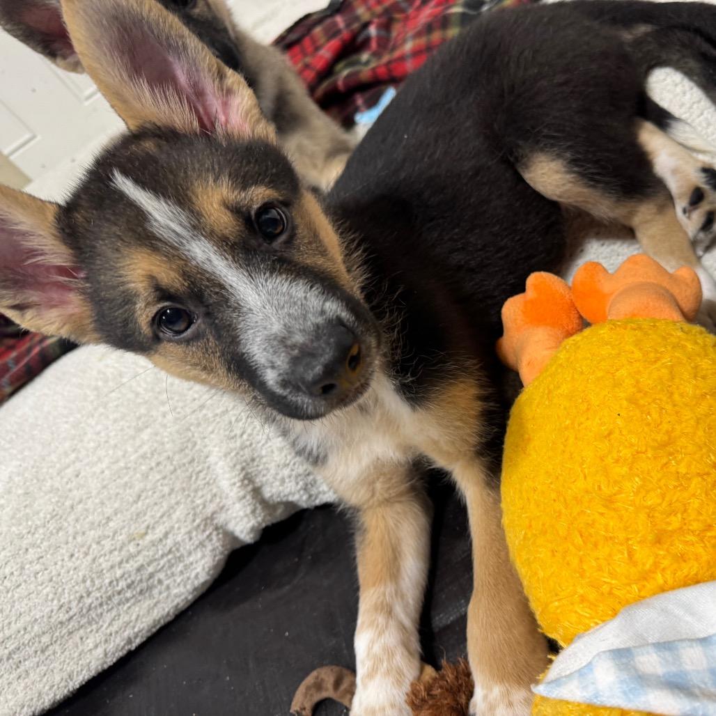 Father Figure, a Adoptable Mixed Breed in Buffalo, MN image 4/6