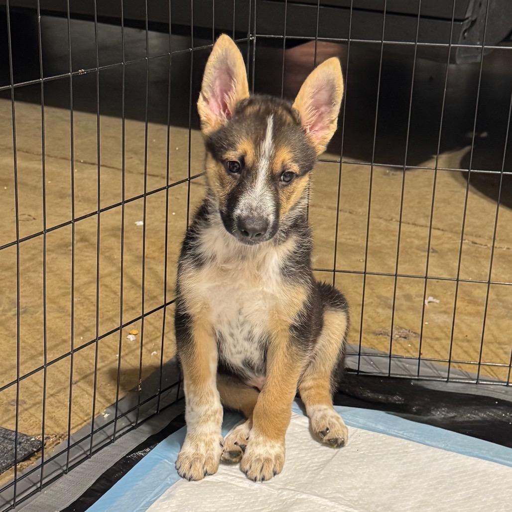 Father Figure, a Adoptable Mixed Breed in Buffalo, MN image 5/6