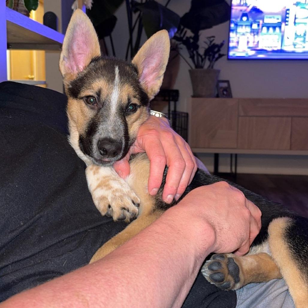 Enlarge Father Figure, a Adoptable Mixed Breed in Mankato, MN image 5/6