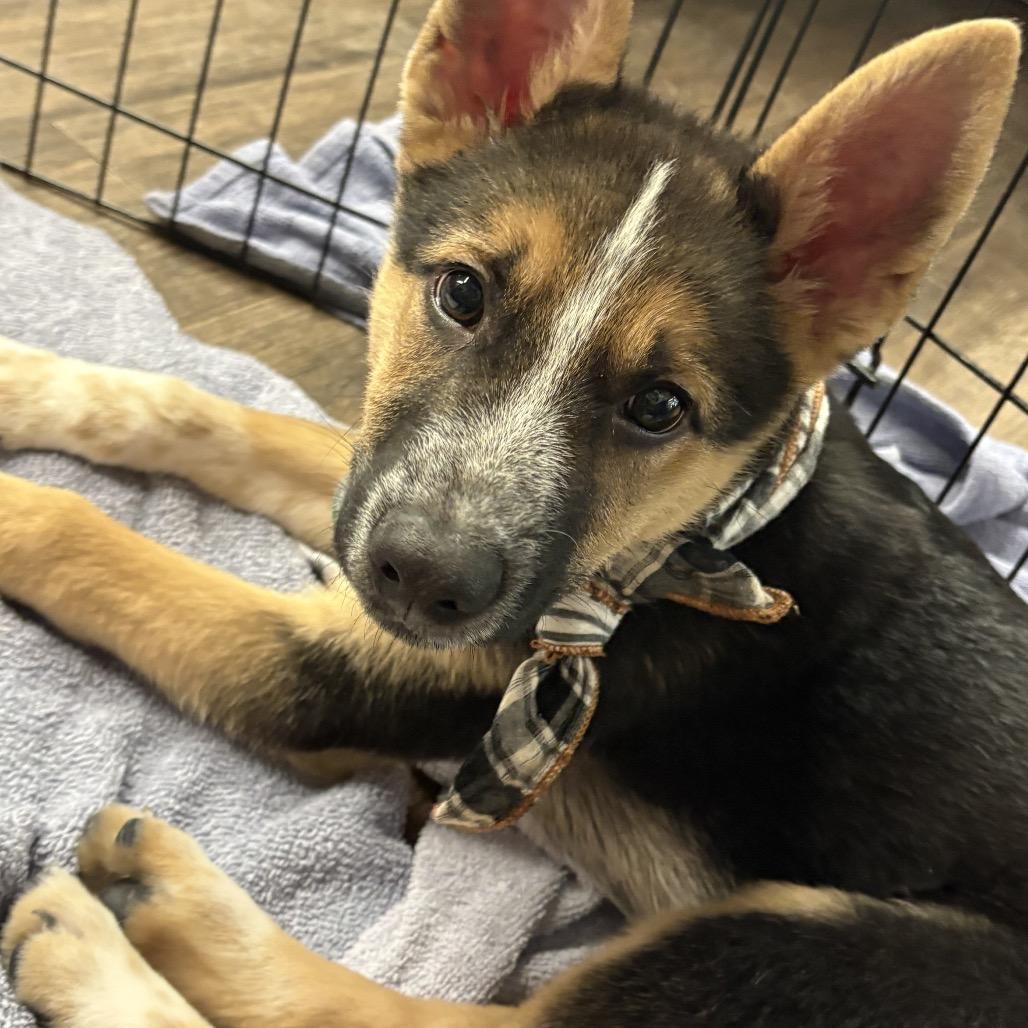 Enlarge Father Figure, a Adoptable Mixed Breed in Mankato, MN image 6/6