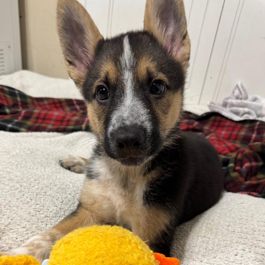 Father Figure, a Adoptable Mixed Breed in Buffalo, MN image 6/6
