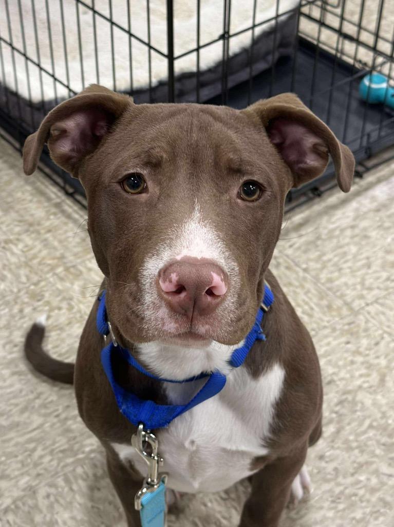 Enlarge Ruger, a Adopted mixed breed in Charlotte, MI image 1/1