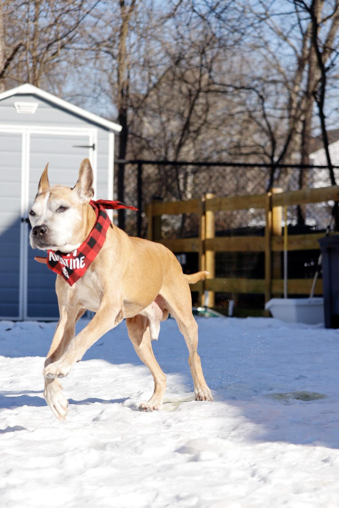 Enlarge Sebastian, an adopted Mixed Breed in Severn, MD image 6/6
