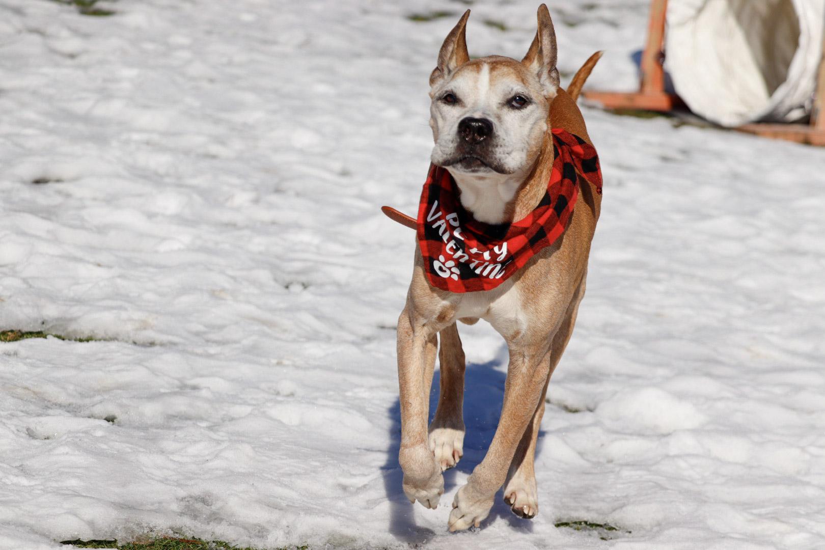 Enlarge Sebastian, an adopted Mixed Breed in Severn, MD image 4/6