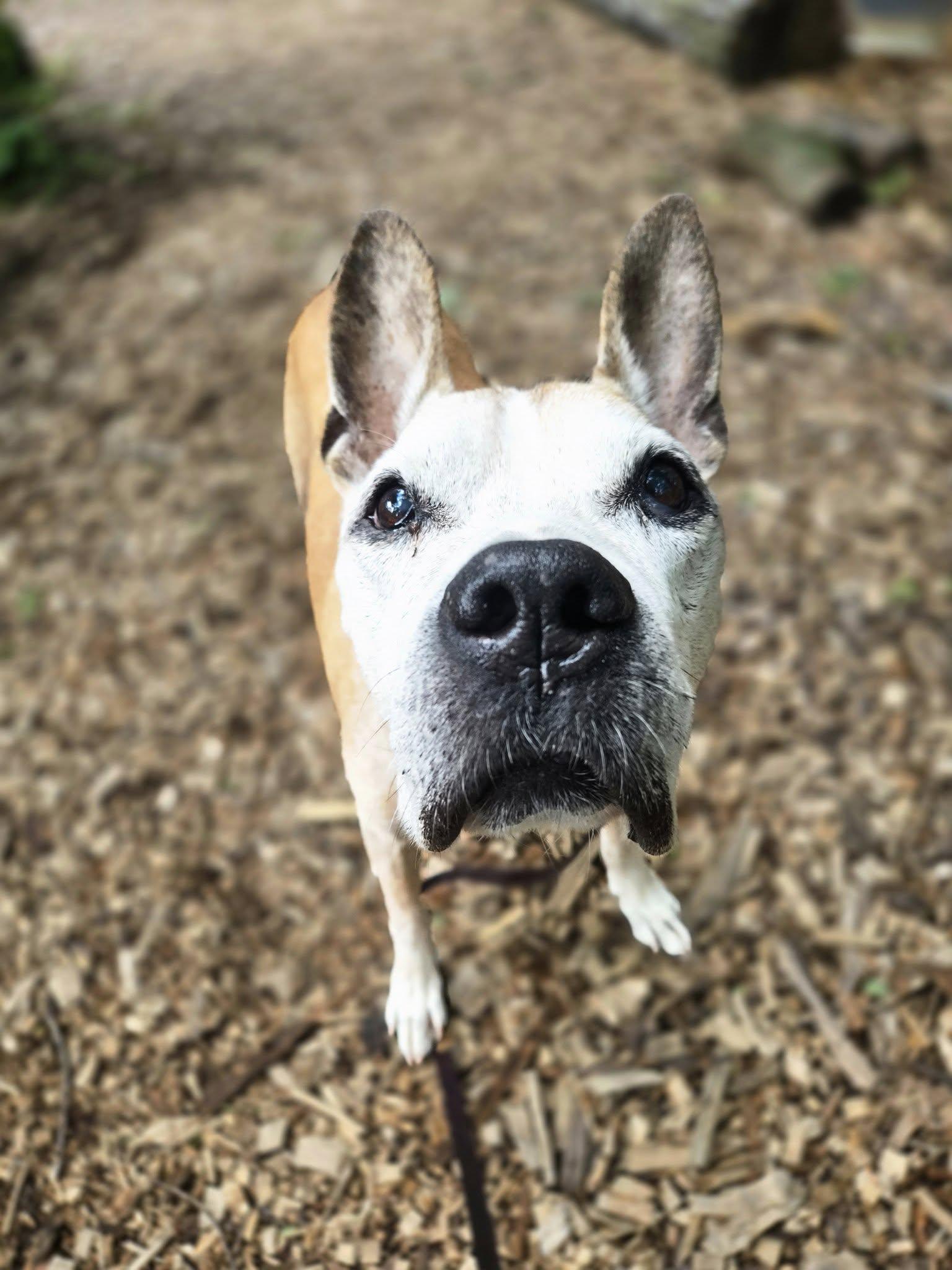 Enlarge Sebastian, an adopted Mixed Breed in Severn, MD image 1/6