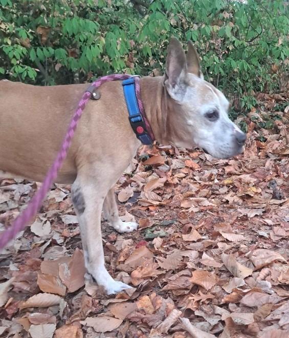 Enlarge Sebastian, an adopted Mixed Breed in Severn, MD image 5/6