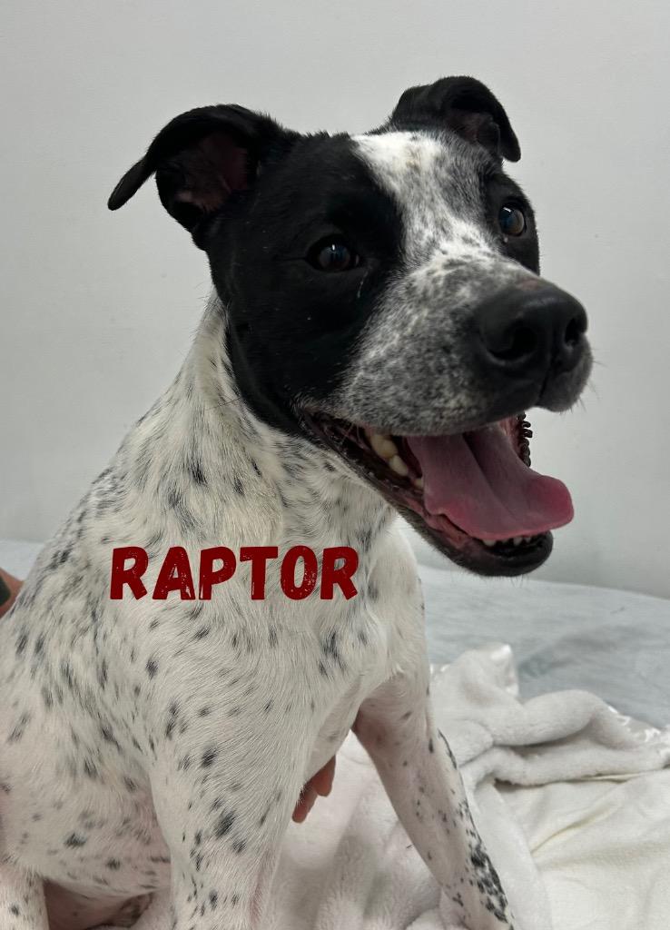 Raptor, Adoptable, Adult Male Pit Bull Terrier.