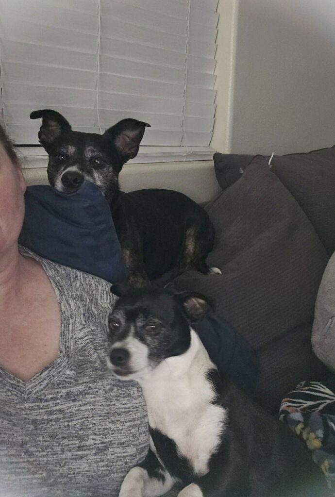 Scout, Adoptable, Adult Male Mixed Breed.