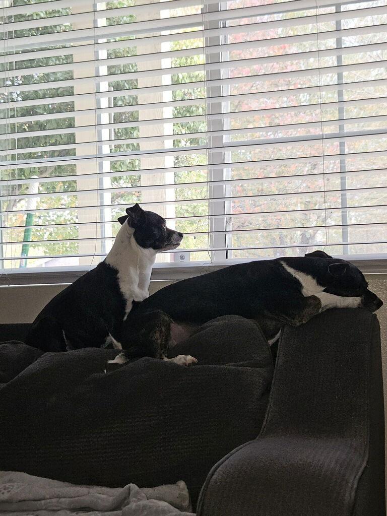 Enlarge Scout, a Adoptable Mixed Breed in Sparks, NV image 2/3