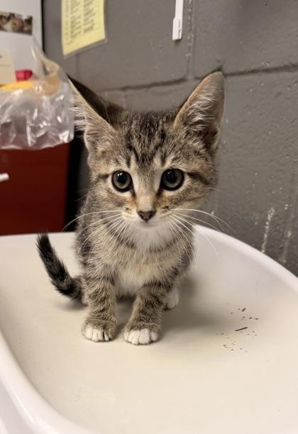 Gnocchi — thumbnail 2