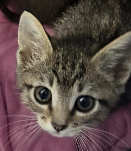 Gnocchi — thumbnail 3