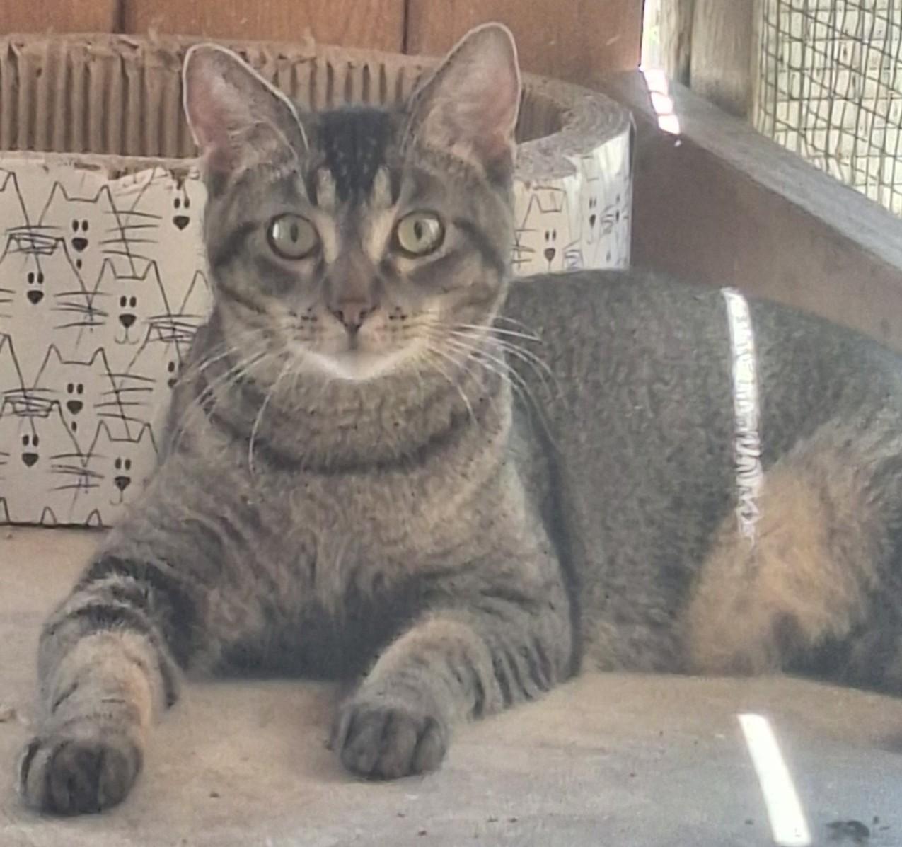 Enlarge Henny, a ADOPTABLE Domestic Short Hair in Chappell, NE image 1/2