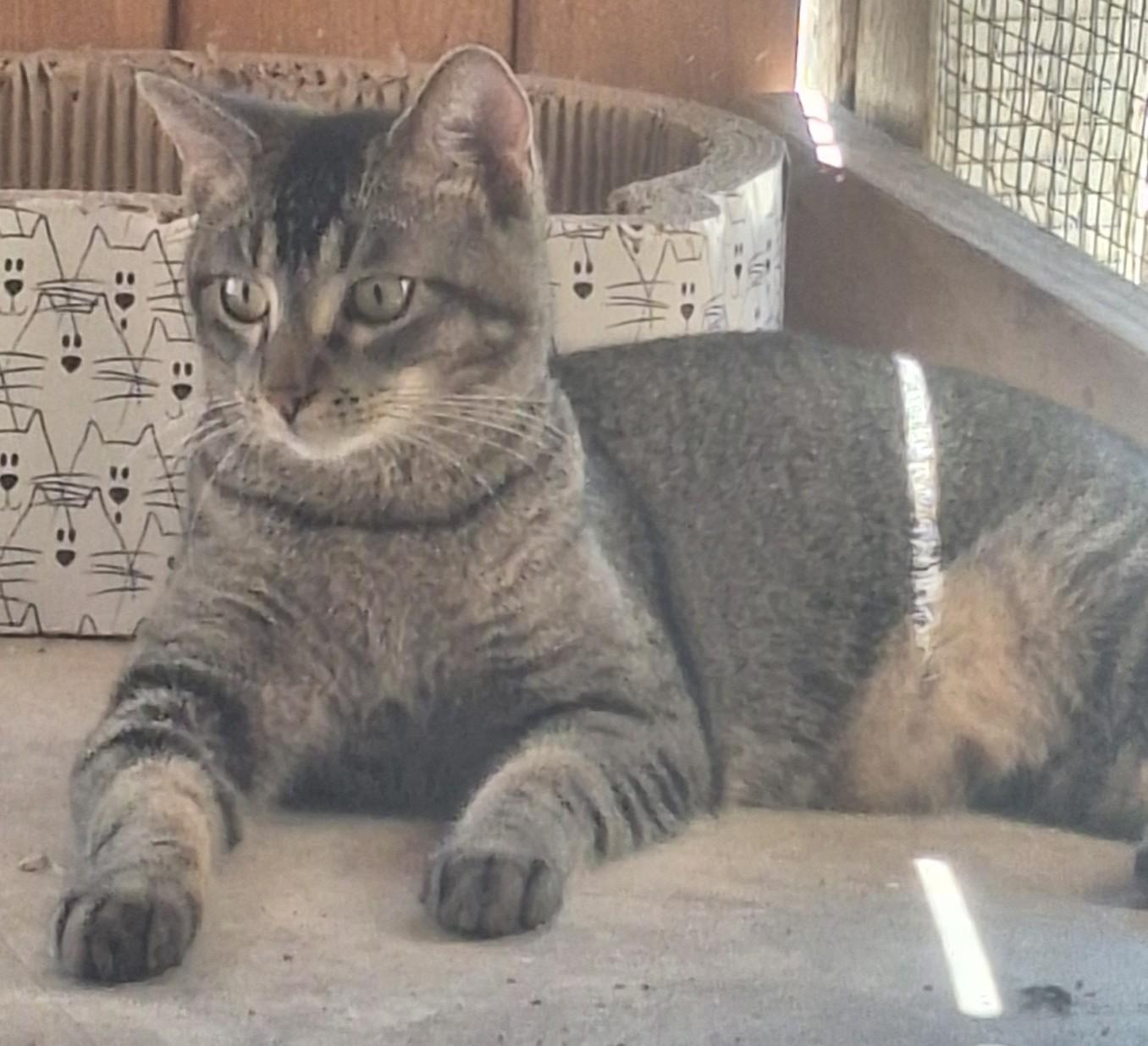 Enlarge Henny, a ADOPTABLE Domestic Short Hair in Chappell, NE image 2/2