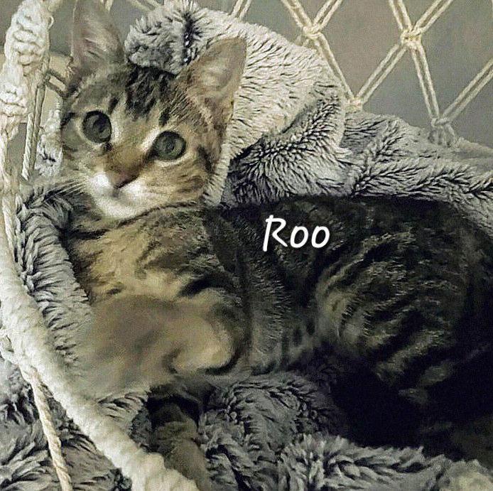Roo #young-&-energetic, Adopted, Young Female Tabby & Domestic Short Hair.