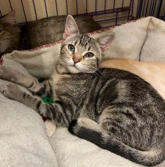 Enlarge Roo #young-&-energetic, a Adopted mixed breed in Houston, TX image 2/3