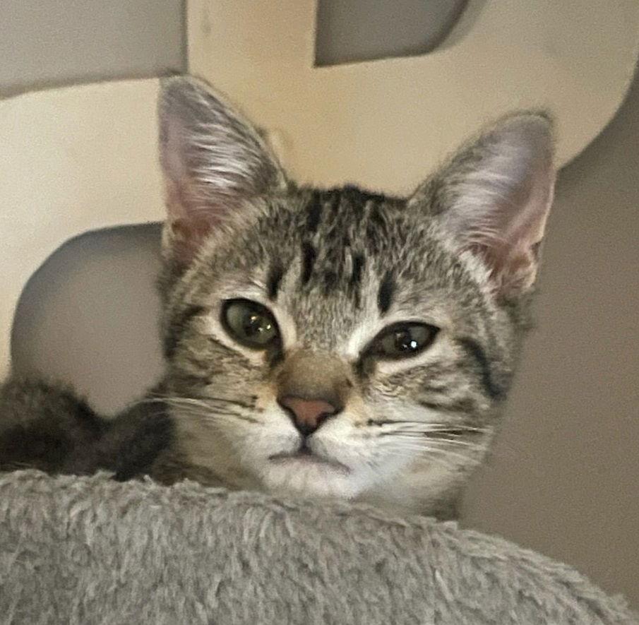 Enlarge Roo #young-&-energetic, a Adopted mixed breed in Houston, TX image 3/3